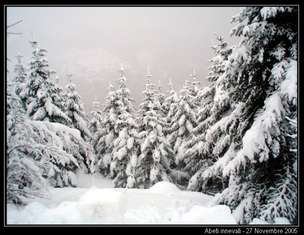 Abeti innevati