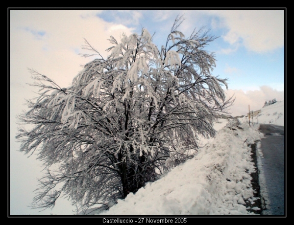 Albero innevato