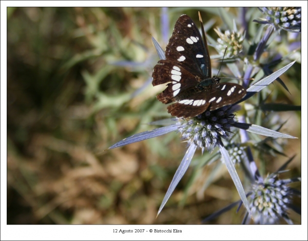 Farfalla Di Montagna