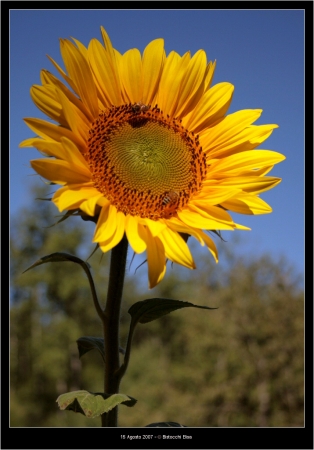 Girasole