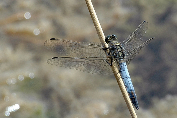 Libellula 1
