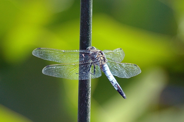 Libellula 2