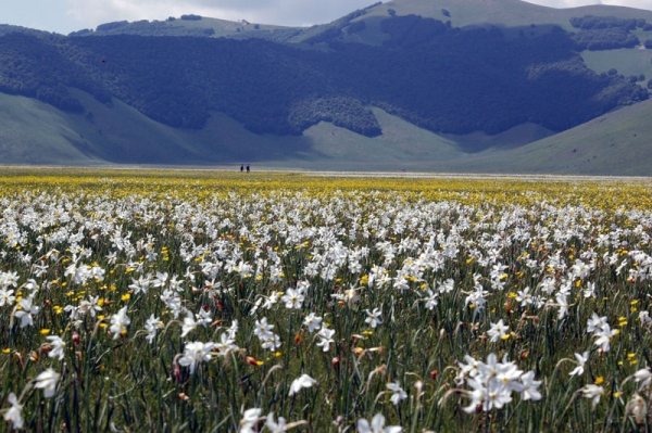 Pian Grande, Fioritura