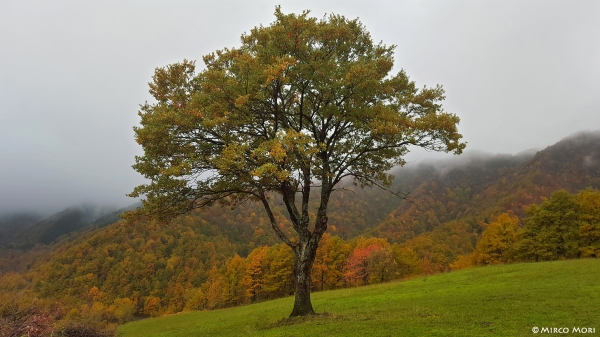 Quercia Solitaria E Crinale Avvolto Nella Nebbia