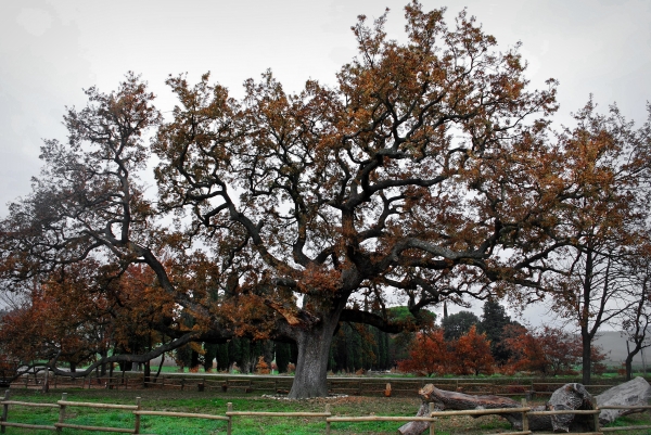 Sua Maestà, La Quercia Delle Checche
